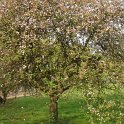 Malus floribunda